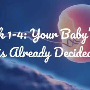 Week 1-4: Your Baby’s Sex is Already Decided