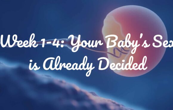Week 1-4: Your Baby’s Sex is Already Decided