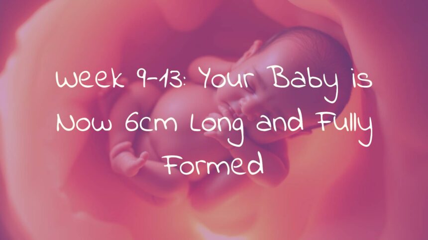 Week 9-13: Your Baby is Now 6cm Long and Fully Formed