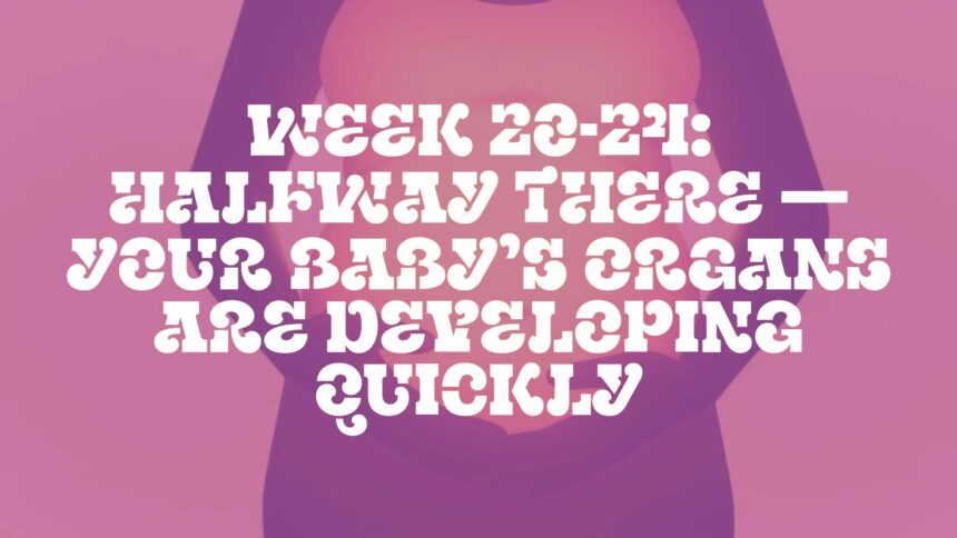 Week 20-24: Halfway There — Your Baby’s Organs Are Developing Quickly